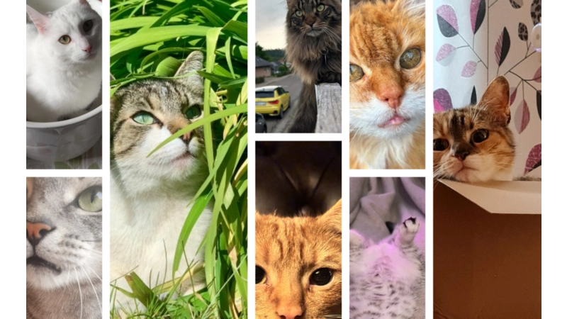 Katzen-Collage. (Foto: privat)