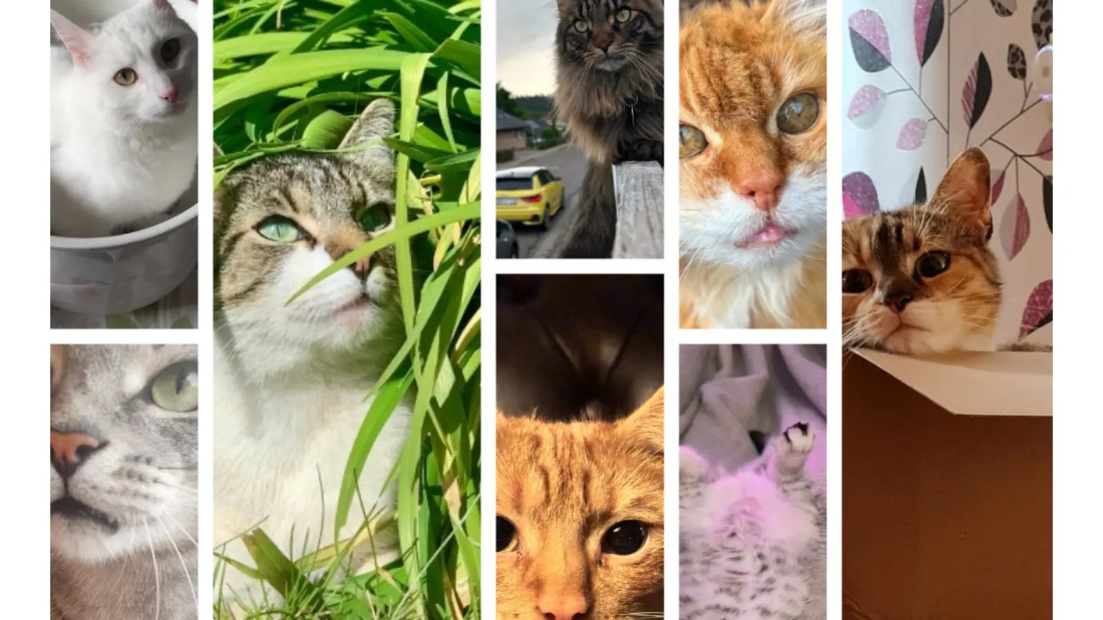 Katzen-Collage. (Foto: privat)