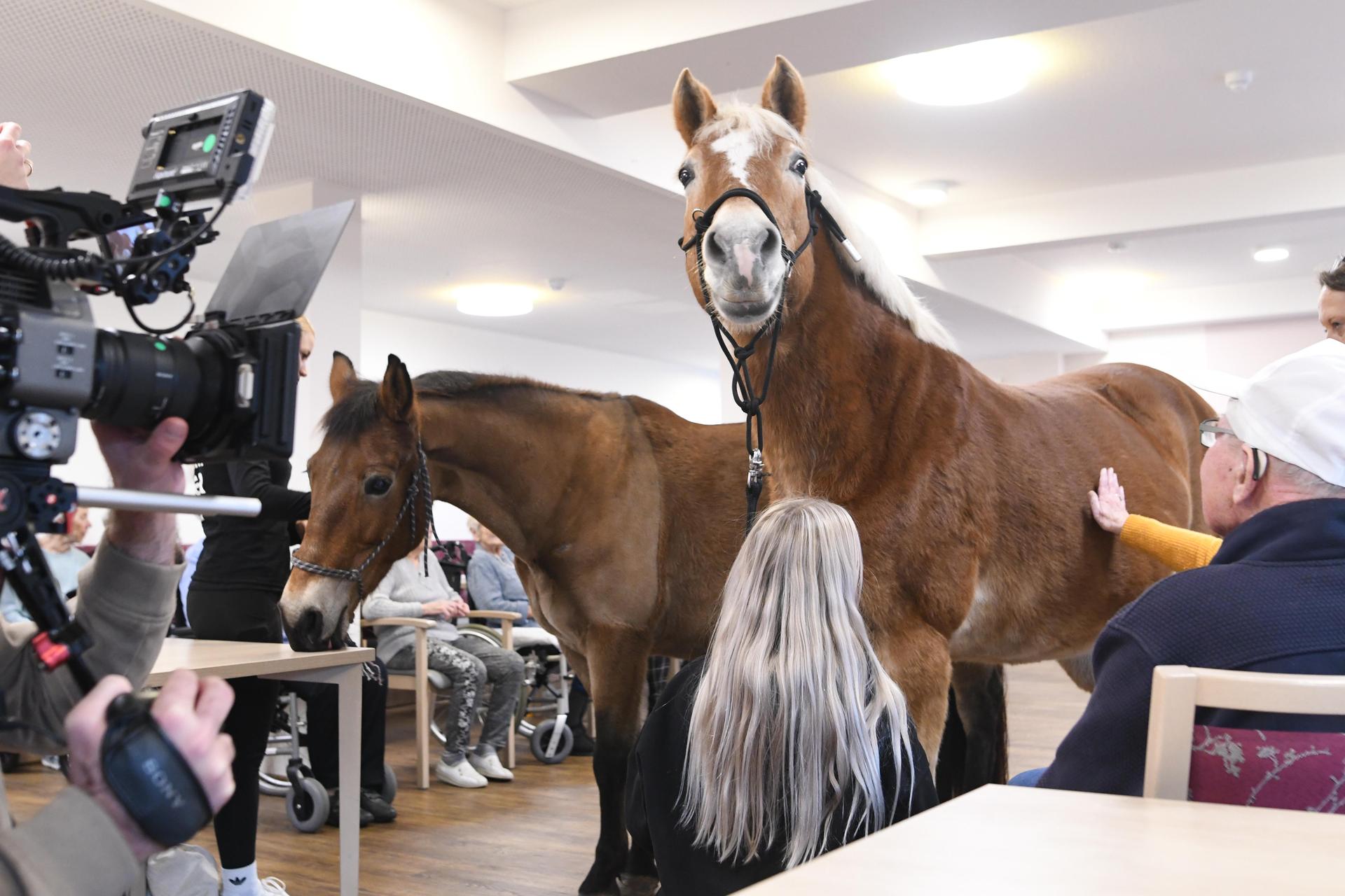 Pony Wega und Nele Plaßmeier (Foto: nd)