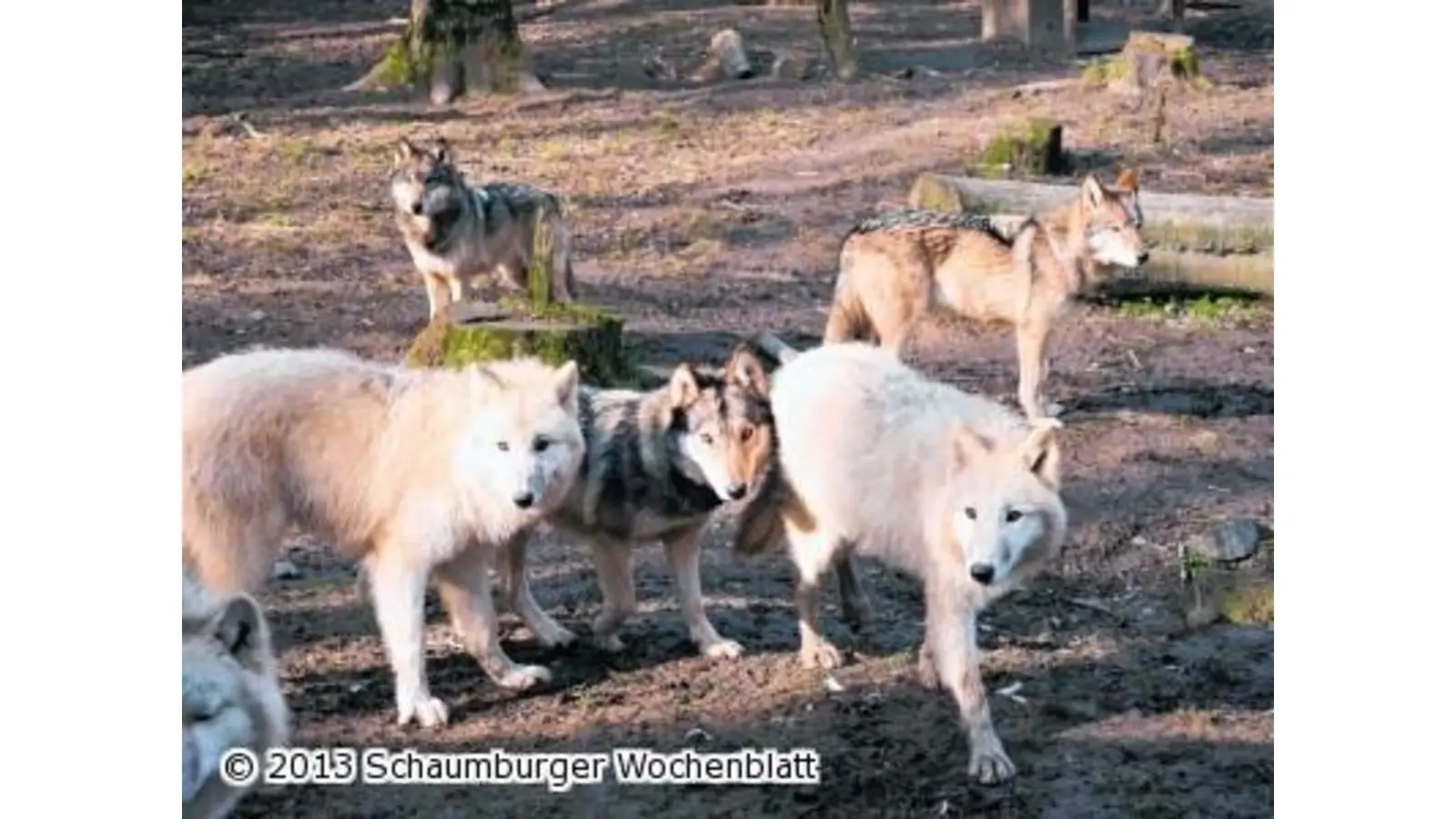 Letzter Wolfsabend im Wisentgehege in Springe (Foto: em)