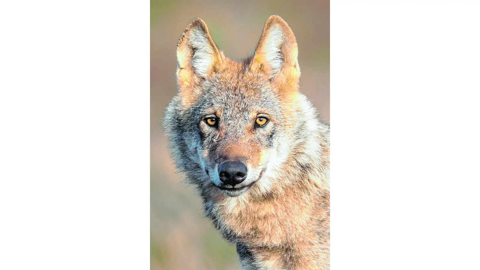 Mein neuer Nachbar der Wolf (Foto: mk)