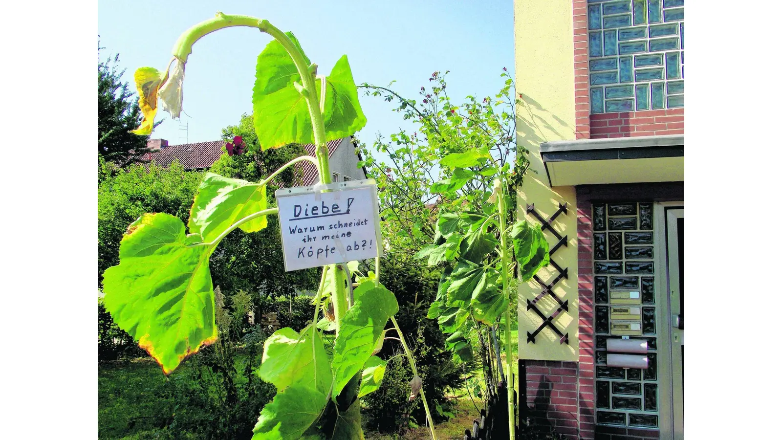 Sonnenblumen geklaut (Foto: red)