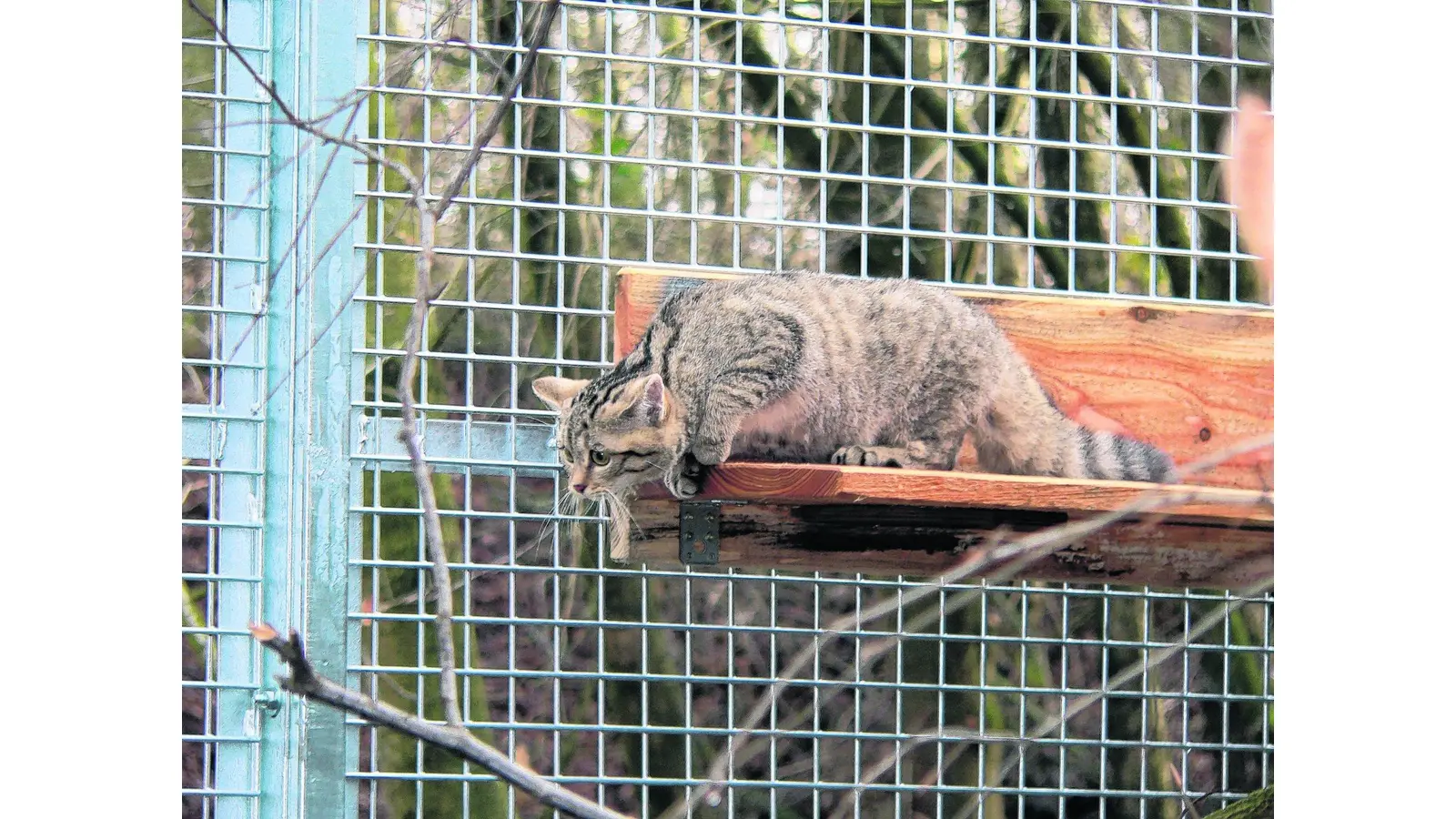 Junge Wildkatzen erobern ihr neues Gehege (Foto: mk)