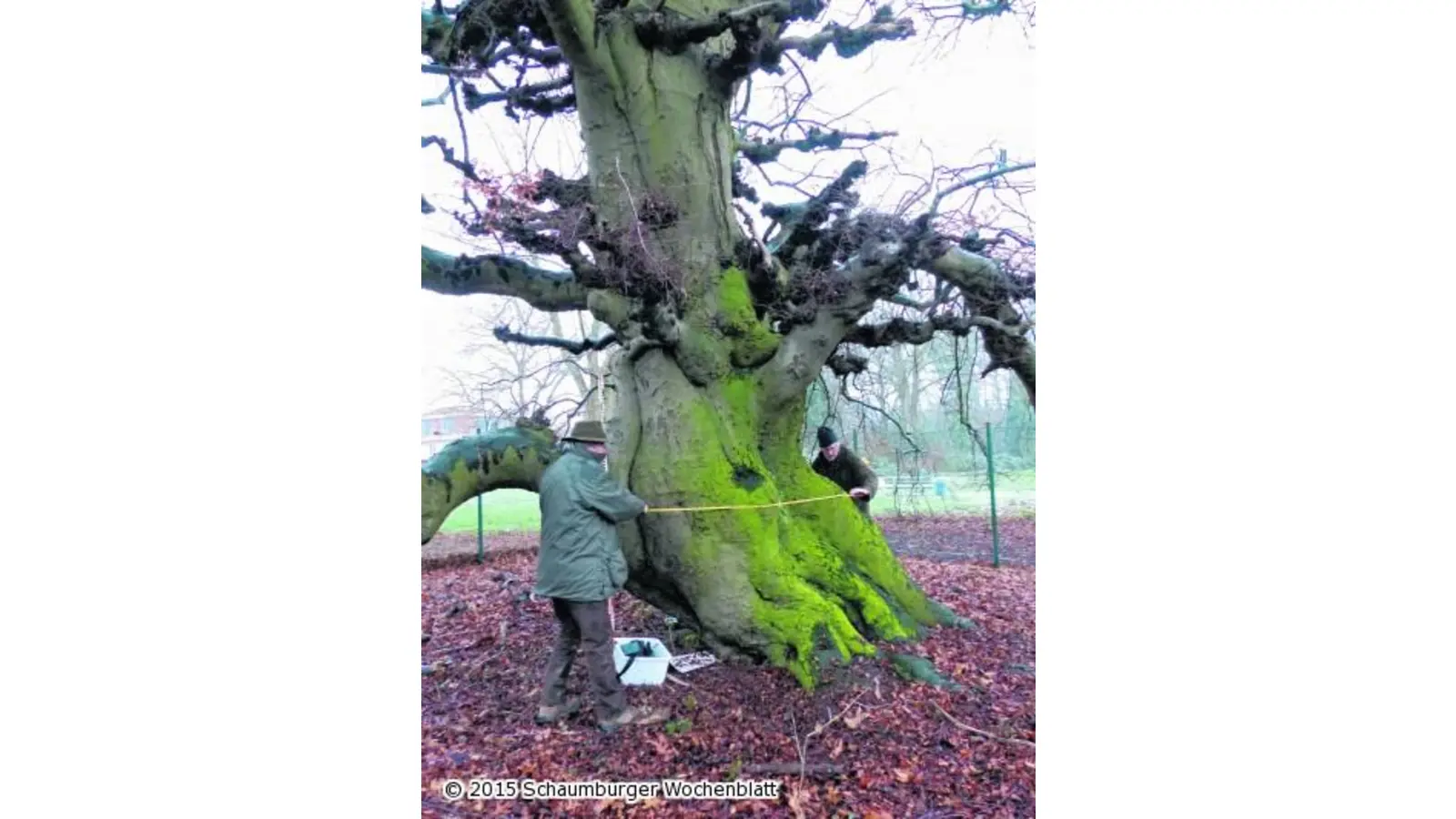 Rekordverdächtiger Baum im Lauenauer Volkspark (Foto: red)