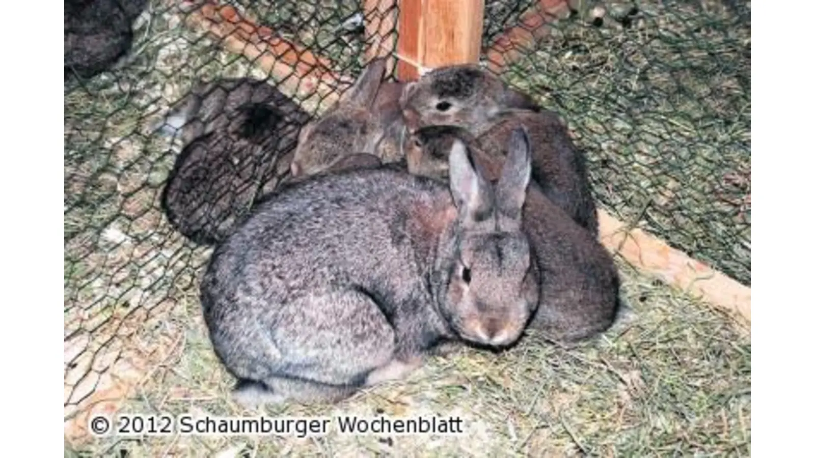 Kaninchen-Schau am Ostermontag (Foto: red)