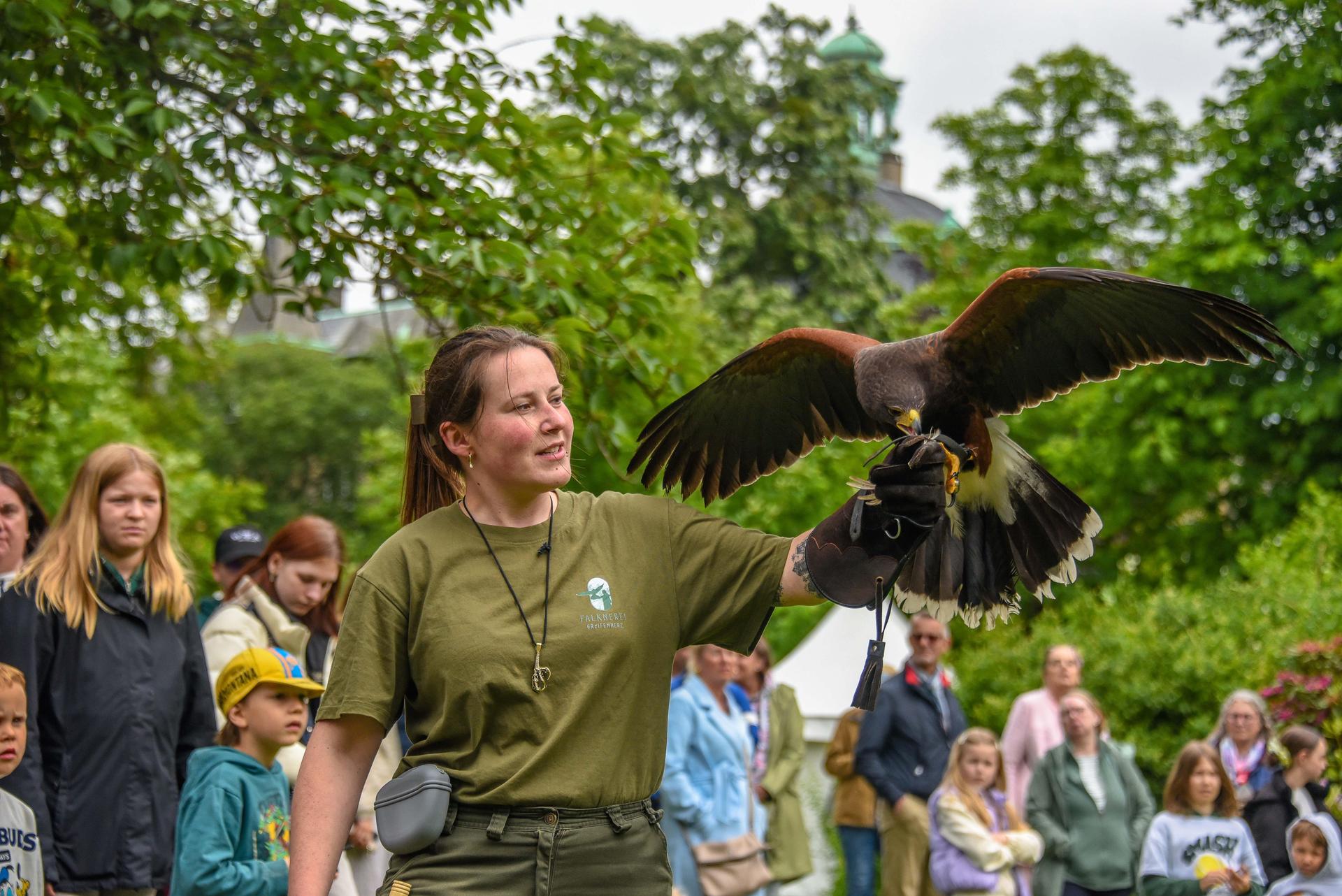 Falknerin Anna Asweh mit Wüstenbussard Calypso. (Foto: jp)