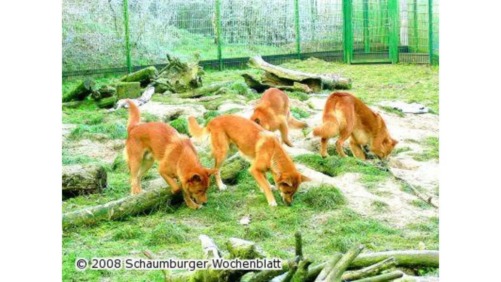 Dingos in der Wildtierstation (Foto: red)