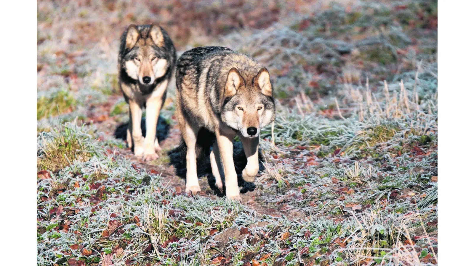 Wolfsbeobachtungen im Bückeberg (Foto: gr)