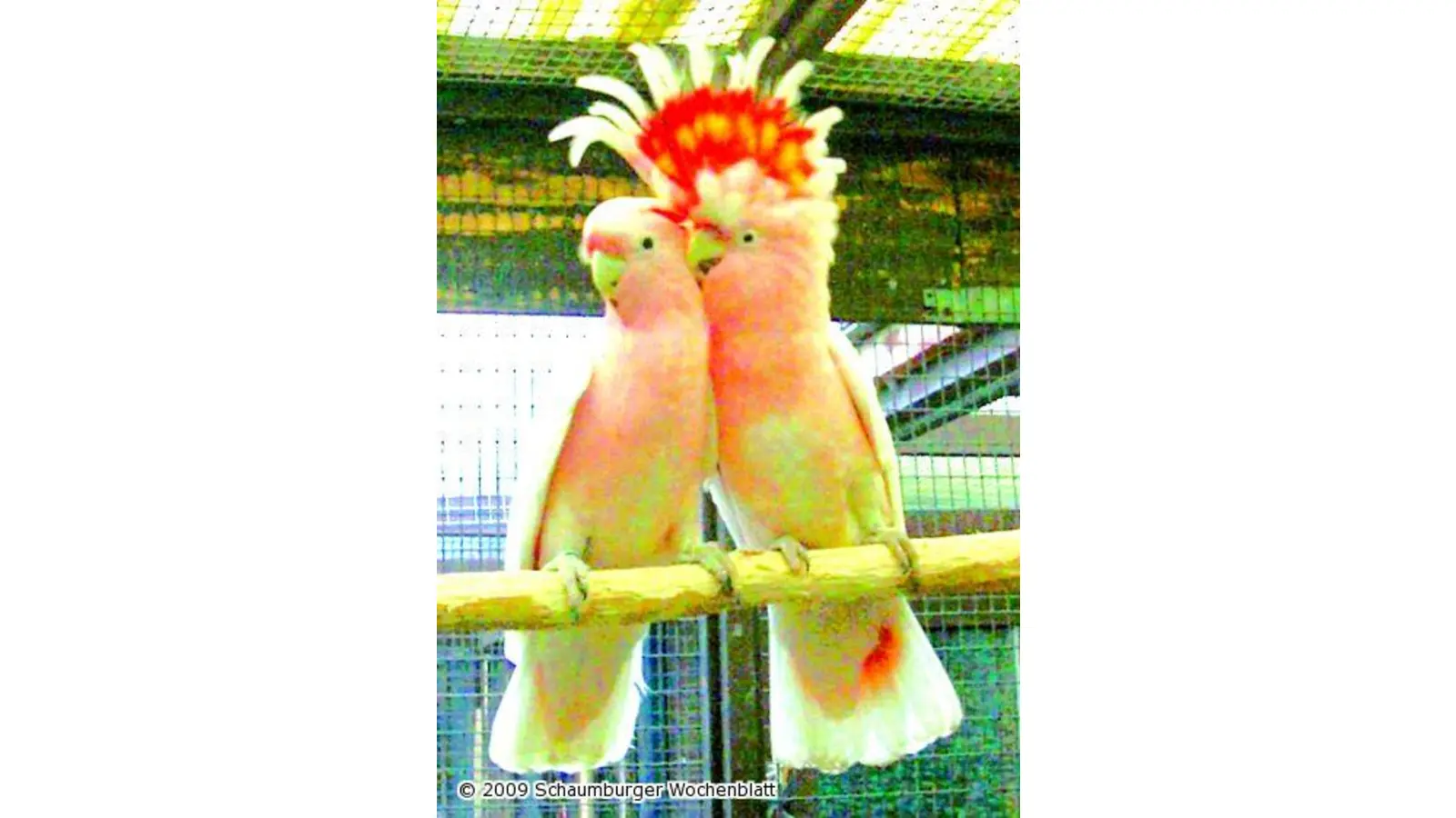 Bunte Gefieder im Blick (Foto: ro)