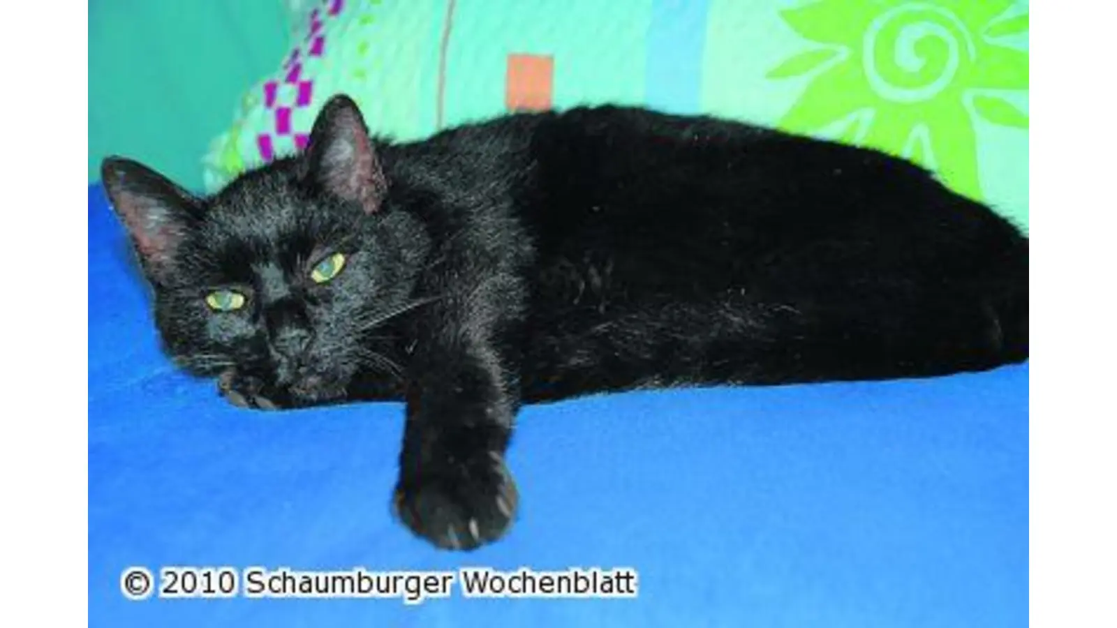 Kater wird vermisst (Foto: hb)