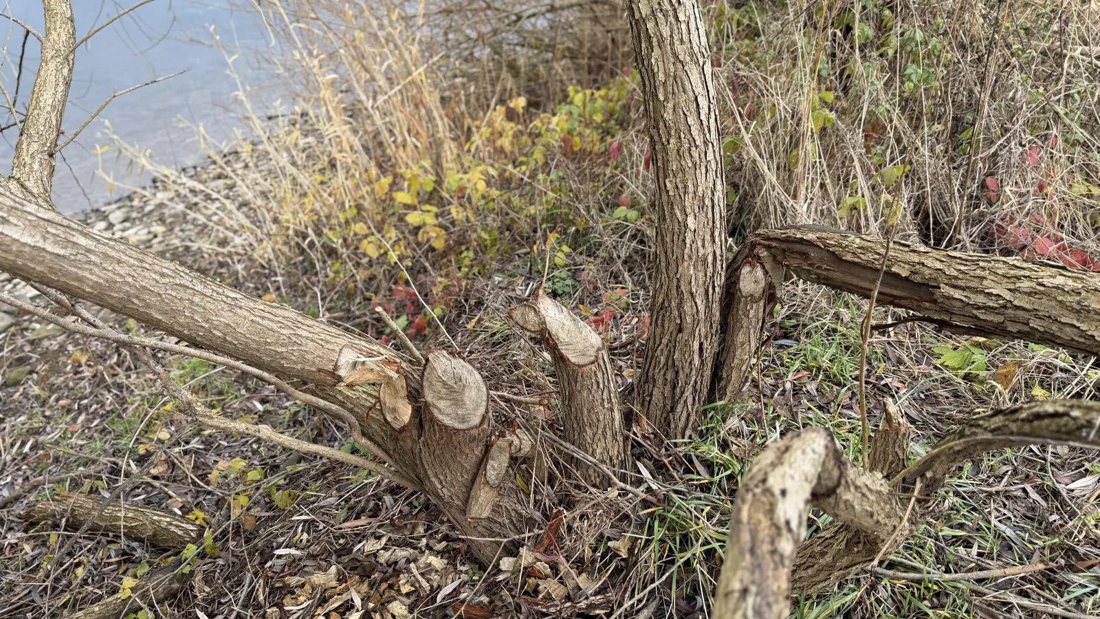 Typische Biberspuren sind entlang der Weser von Hameln bis nach Rinteln an vielen Stellen zu sehen.  (Foto: ste)