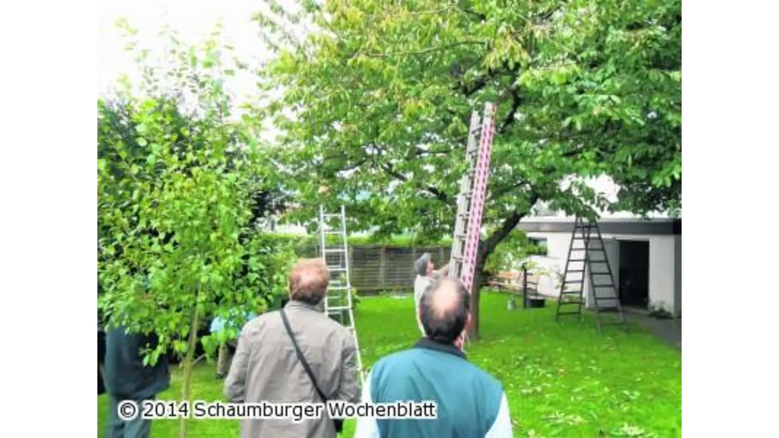 Sommerschnitt bei Obstbäumen (Foto: ste)