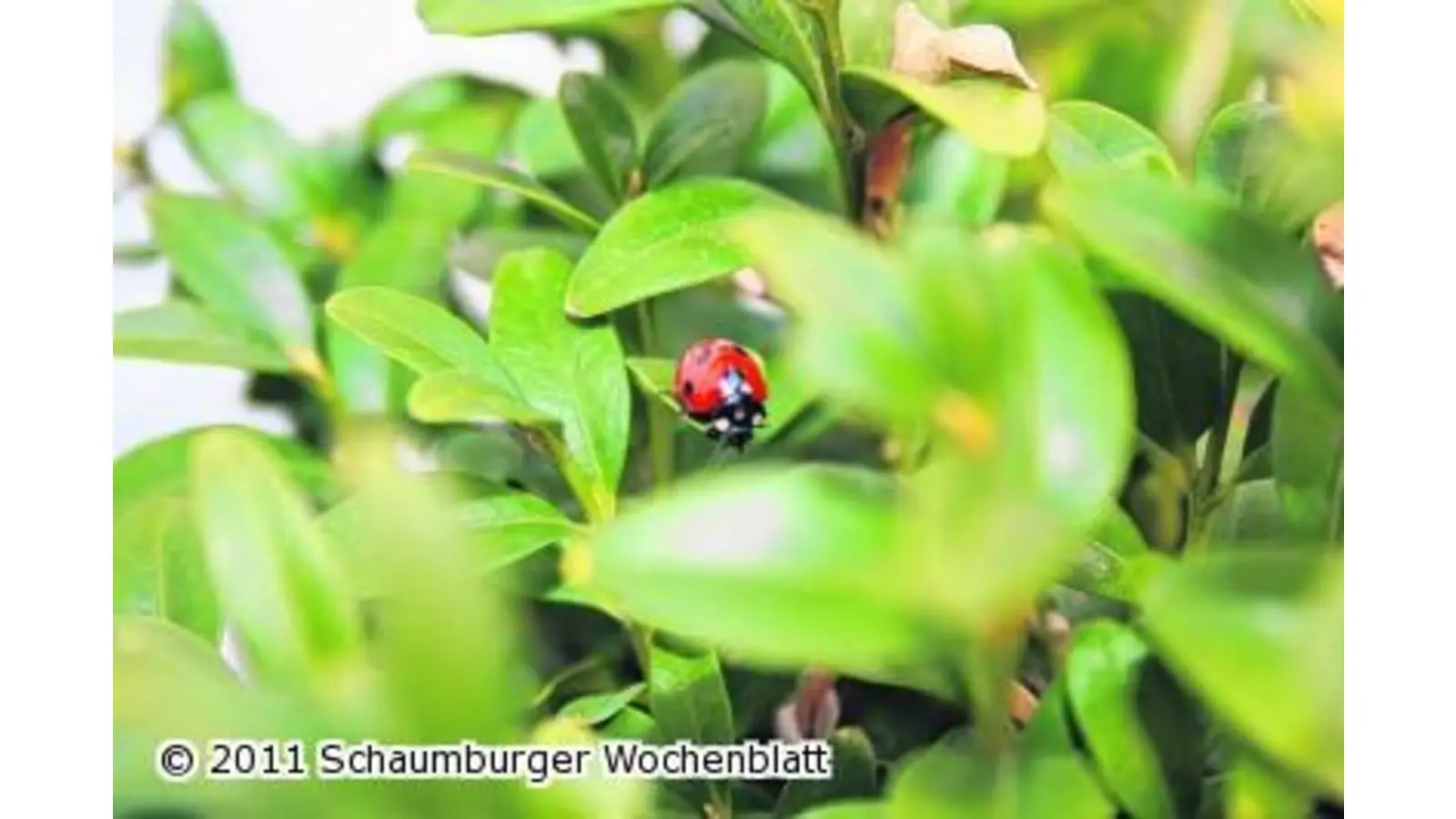 Ein Käfer als Geschenk (Foto: ih)