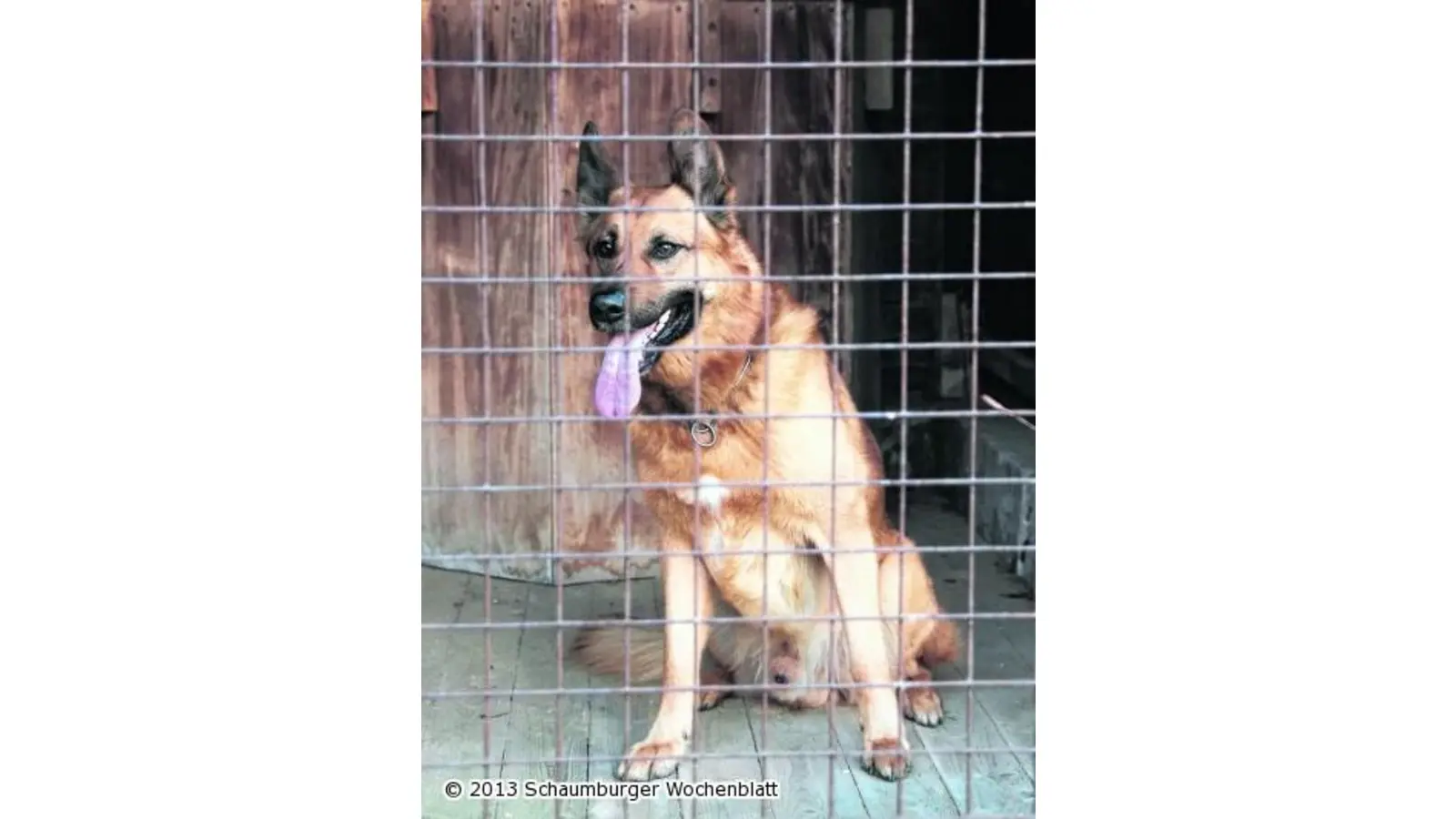 Welche Kosten ein entlaufener Hund verursacht (Foto: jl)