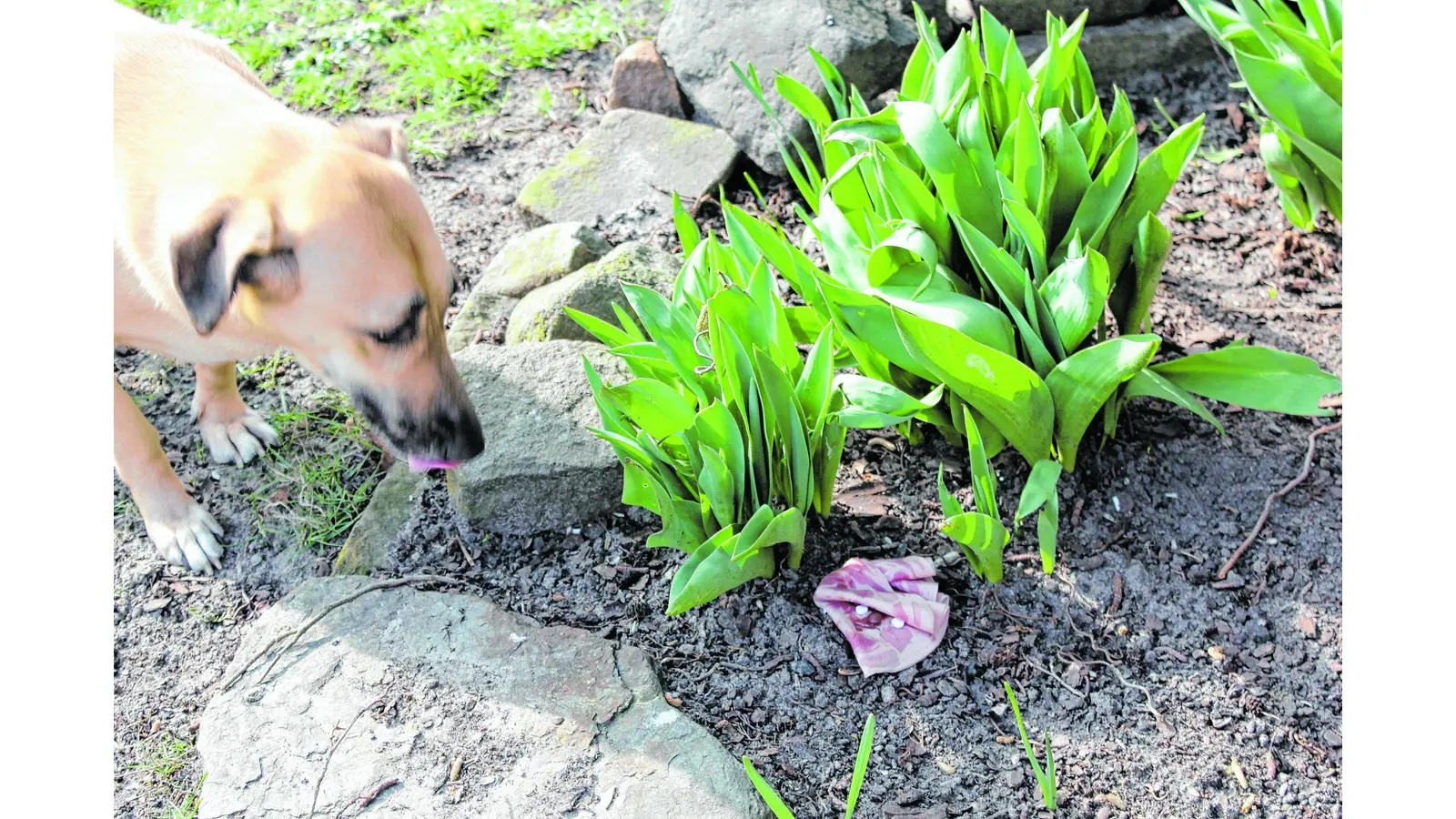 Tierschützer warnen vor Giftködern im gesamten Raum rund um Bückeburg (Foto: jb)