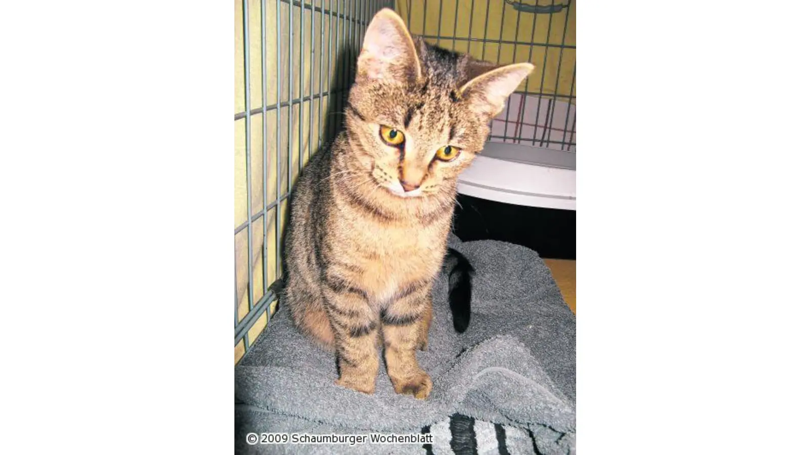 Katze mit frischer Narbe (Foto: pd)