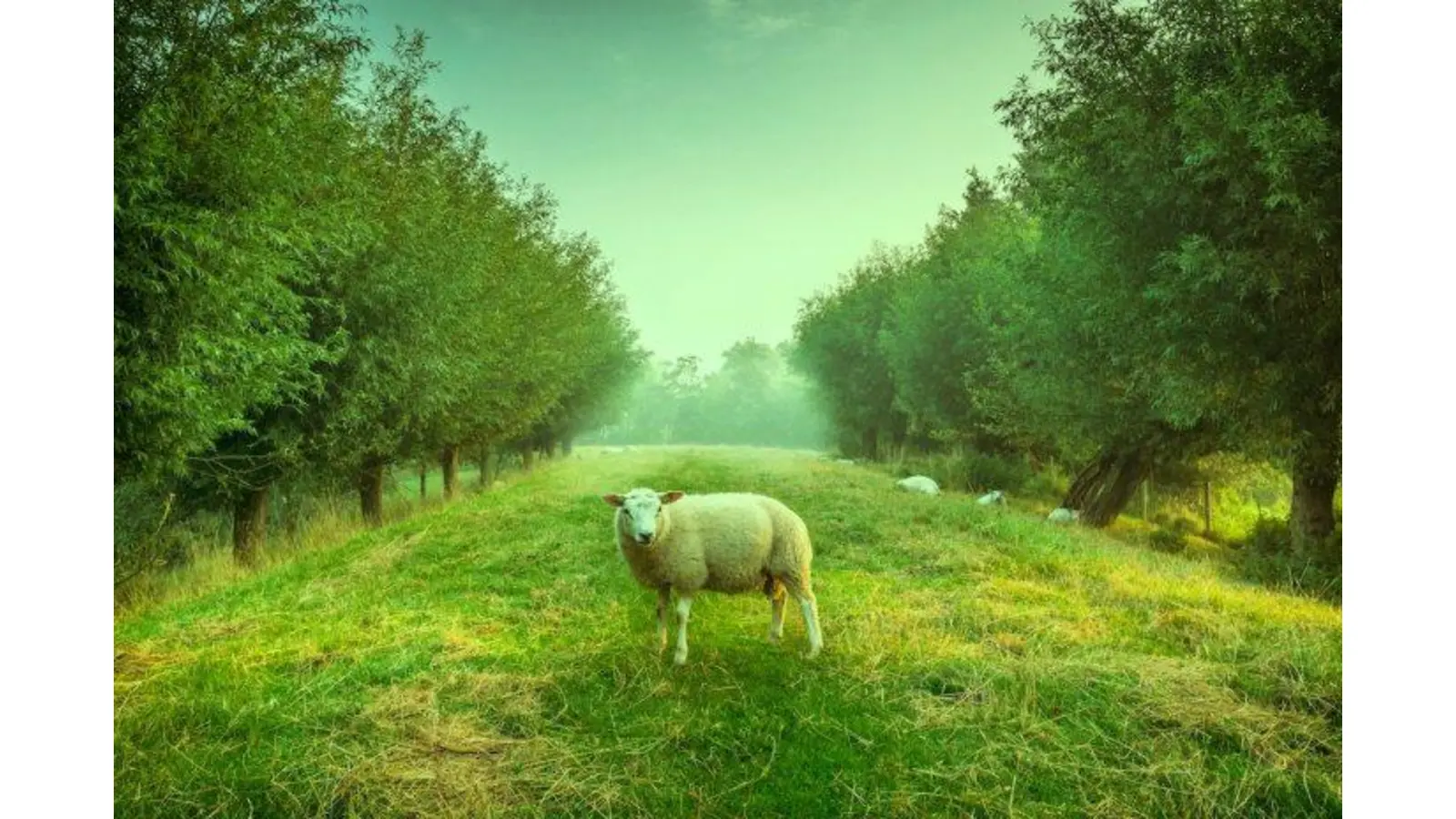 Eine ganze Herde grüner Schafe stehen auf der Weide. (Foto: pixabay.com)