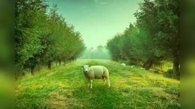Eine ganze Herde grüner Schafe stehen auf der Weide. (Foto: pixabay.com)