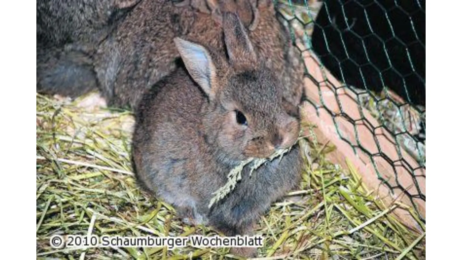 Treffen der Kaninchenzüchter (Foto: red)