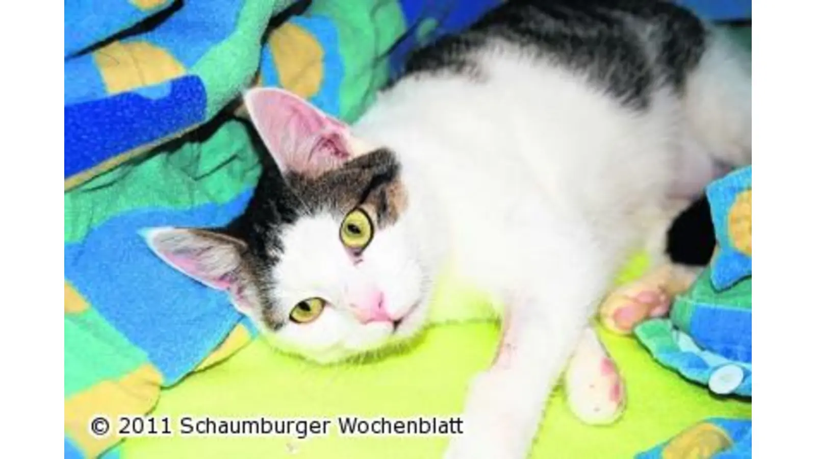 Pino sucht dringend ein neues Zuhause (Foto: hb)