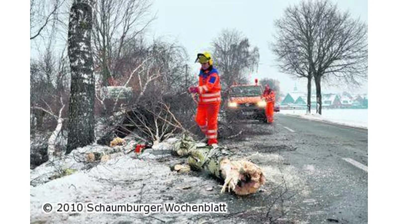 Müllwagen macht aus Birken Kleinholz (Foto: nb)